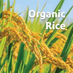 Tarom Astaneh Ashrafieh Rice 4.53 kg (10 lb) (برنج طارم آستانه اشرفیه)